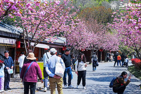 3无锡景区游客游园观赏晚樱.jpg