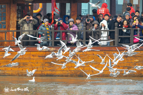 无锡景区游客乘船赏鸥.jpg 无锡景区游客乘船赏鸥.jpg